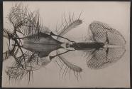 [Photomicrograph of an insect]
