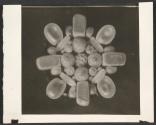 [Photomicrograph]