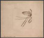 Lancets of Flea