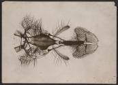 [Photomicrograph of an insect]
