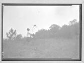 [Woman with butterfly net]