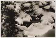 [Snowy pine tree, Japan]