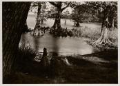 [Flooded trees, Japan]
