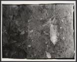 [Half a fish]