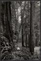 [Car driving through forest]