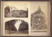 Winter Scene near Pasadena / Rose Cottage, South Spring St., Los Angeles, Cal. / Orange Avenue, San Gabriel