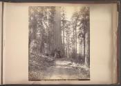 Wawona, 28 feet diameter