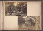 Palm Trees, Queen's Hospital, Honolulu / Avenue to Queen's Hospital, Honolulu