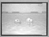[Four Women Swimming]