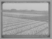 Hollande Champs de Jacinthes/Photo Office Tourisme Hollandais