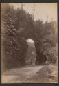 Buller Gorge, the Fern Arch