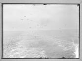 Nature Forms, Sea Gulls Over Water