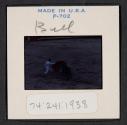 [Bullfight (travel slide)]