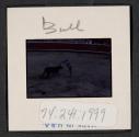 [Bullfight (travel slide)]