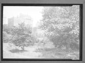 [Building Near Park]