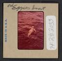 [Nicholas Christopher Muray swimming (travel slide)]