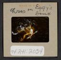 [Nicholas Christopher Muray swimming (travel slide)]