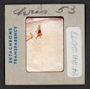 [Nicholas Christopher Muray diving into a pool (travel slide)]