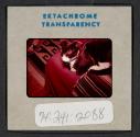 [Peggy Muray's cat George (travel slide)]
