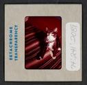 [Peggy Muray's cat George (travel slide)]