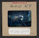 [Cat in a zoo, New York (travel slide)]