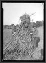 [Farmers/Cornstalks]