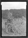 Tying Cornstalks