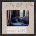 [Cat, Stockbridge, Massachusetts (travel slide)]