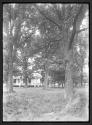 Farm House Through Trees, Aug. 1907
