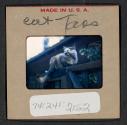 [Cat, Taos, New Mexico (travel slide)]