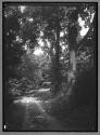 [Wooded Trail]