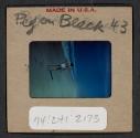 [Peggy Muray on a beach, East Hampton, New York (travel slide)]