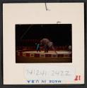 [Circus performers and elephants (travel slide)]