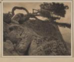 The Lone Pine