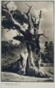 The Heart of The Tree