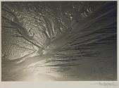 Wild Tree - Sand Erosion