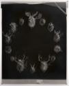 [Wall of taxidermied animal heads]