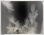 [Foliage with pine cones]