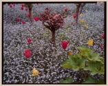 Tulips, pansies, and forget-me-nots in Giverny, France