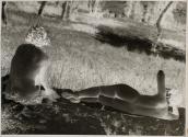 "Two Nudes" negative