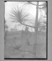 Nature Forms- Jan. 1906