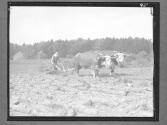 [Man Plowing with Oxen]