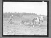 [Man Plowing with Oxen]