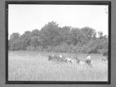 [Haying/Horse Drawn]