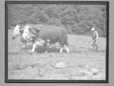 [Plowing/Oxen]