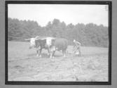 [Portrait of Farmer/Plowing]