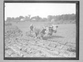 [Portrait of Farmer/Plowing]