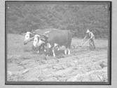 [Portrait of Farmer/Plowing]
