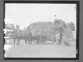 Loading Hay on a Small New England Farm