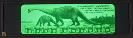 Gigantosaurus – 160 Ft. Long – The Largest Animal Known – Compared with 10 Elephants and a Diplodocus.